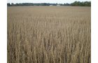 Property photo 24 - 75+/- Acres in 9 Tracts